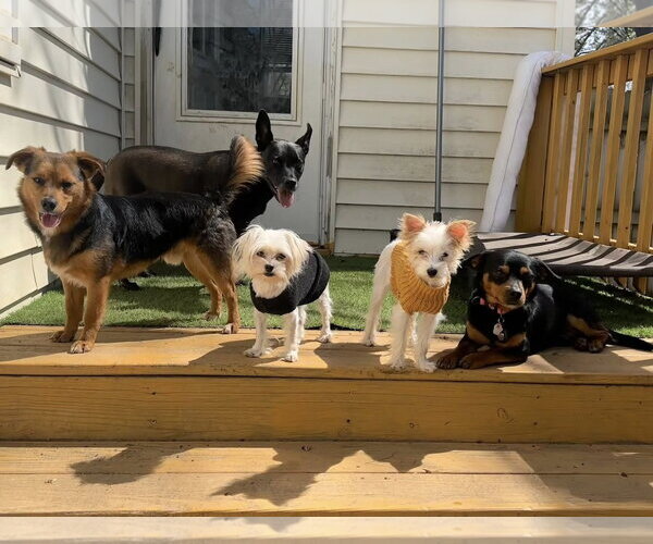 Medium Photo #2 Mutt Puppy For Sale in Greenville, SC, USA