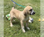 Small #1 Labrador Retriever