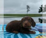 Puppy 4 Dachshund