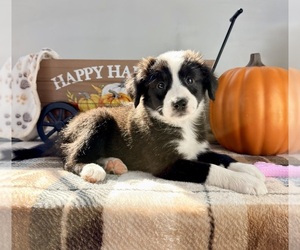 Border Collie Puppy for sale in GREENFIELD, IN, USA