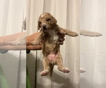 Small Photo #6 Labradoodle Puppy For Sale in PERRY, GA, USA