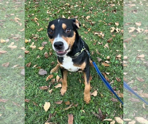 Medium Photo #3 Mutt Puppy For Sale in Westwood, NJ, USA