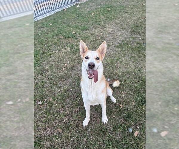 Medium Photo #1 Siberian Husky-Unknown Mix Puppy For Sale in Riverside, CA, USA