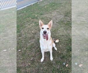 Siberian Husky-Unknown Mix Dogs for adoption in Riverside, CA, USA