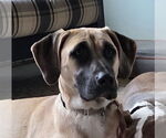 Small #1 Black Mouth Cur Mix