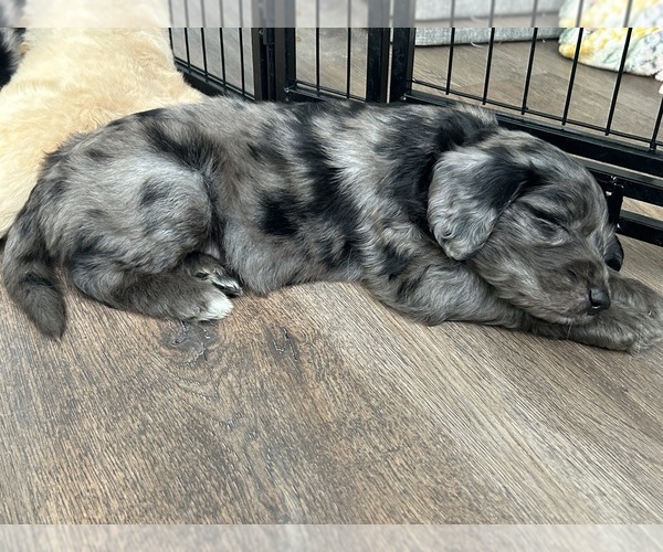 Medium Photo #3 Goldendoodle Puppy For Sale in CARTHAGE, TN, USA