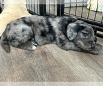 Small #2 Goldendoodle