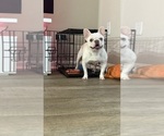 Small #7 French Bulldog