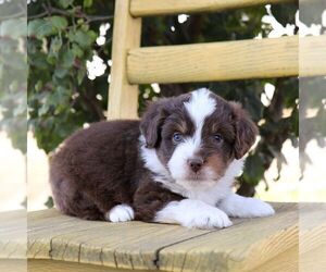Aussie-Poo Puppy for sale in ARTHUR, IL, USA