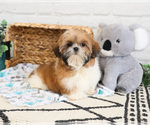 Small #6 Shih Tzu