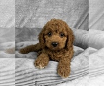 Small #2 Goldendoodle (Miniature)