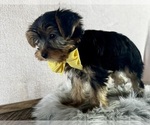 Small #4 Yorkshire Terrier