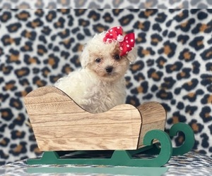 Cavapoo Puppy for sale in LAKELAND, FL, USA