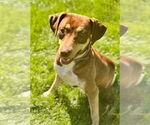 Small #2 Labrador Retriever Mix