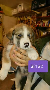 Medium Photo #1 Alusky Puppy For Sale in PERRIS, CA, USA