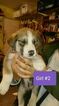 Small Photo #1 Alusky Puppy For Sale in PERRIS, CA, USA