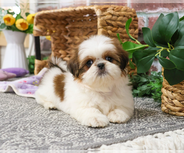 Medium Photo #5 Shih Tzu Puppy For Sale in SYRACUSE, IN, USA