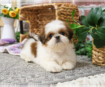Small #4 Shih Tzu