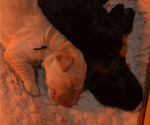 Small Photo #4 Goldendoodle Puppy For Sale in CYPRESS, TX, USA