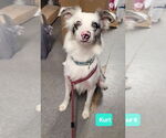 Small #2 Australian Shepherd