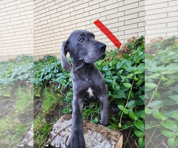 Medium Photo #21 Great Dane Puppy For Sale in OGDEN, UT, USA