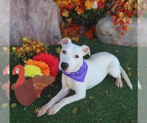 American Pit Bull Terrier-Unknown Mix Dogs for adoption in Oklahoma City, OK, USA