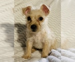 Small Photo #8 Chorkie Puppy For Sale in LA SIERRA, CA, USA