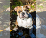 Small Photo #25 Olde English Bulldogge Puppy For Sale in OVERLAND, KS, USA