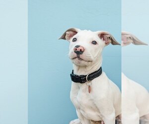 Mutt Dogs for adoption in Bellingham, WA, USA