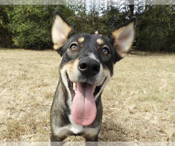Medium Photo #1 Australian Kelpie-Unknown Mix Puppy For Sale in Anniston, AL, USA