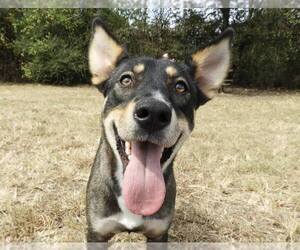 Medium Australian Kelpie Mix