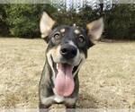 Small Australian Kelpie Mix