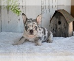 Small #6 French Bulldog