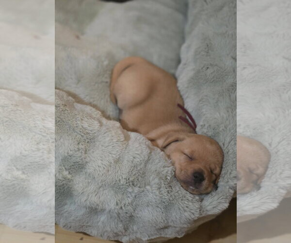 Medium Photo #7 Mutt Puppy For Sale in Holly Springs, NC, USA