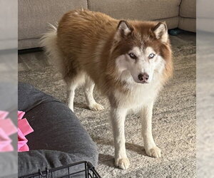 Freddy K - Male Siberian Husky Dog for Adoption - Photo #4
