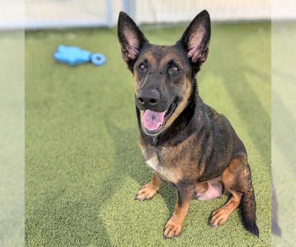 Medium Photo #1 German Shepherd Dog-Unknown Mix Puppy For Sale in Houston, TX, USA