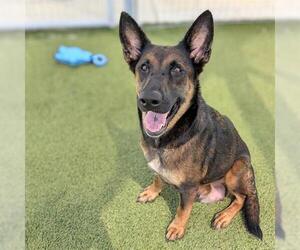 German Shepherd Dog-Unknown Mix Dogs for adoption in Houston, TX, USA