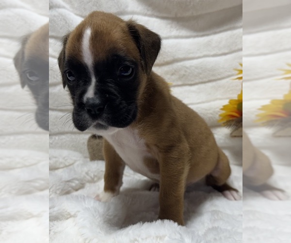 Medium Photo #4 Boxer Puppy For Sale in PAWNEE CITY, NE, USA
