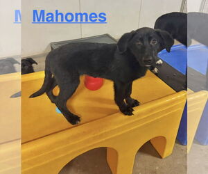 Labrador Retriever-Unknown Mix Dogs for adoption in Williamsburg, IA, USA