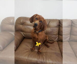 Redbone Coonhound Dogs for adoption in Mt. Gilead, OH, USA