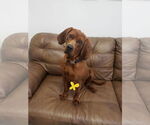 Small Redbone Coonhound