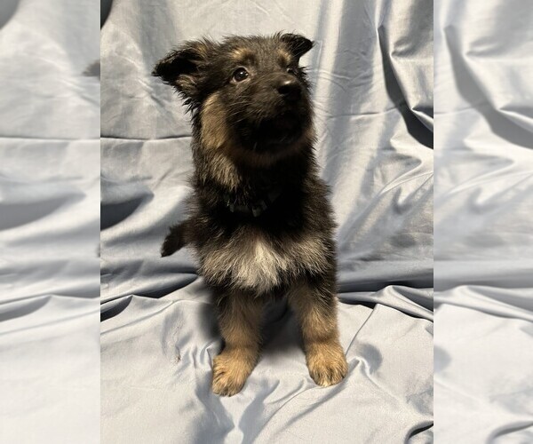 Medium Photo #3 German Shepherd Dog Puppy For Sale in JACKSONVILLE, FL, USA
