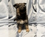 Small Photo #3 German Shepherd Dog Puppy For Sale in JACKSONVILLE, FL, USA