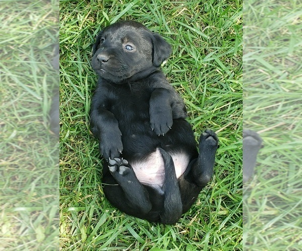 Medium Photo #10 Labrador Retriever Puppy For Sale in OLYMPIA, WA, USA