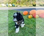 Small Photo #9 Bernedoodle Puppy For Sale in FLEMINGTON, NJ, USA