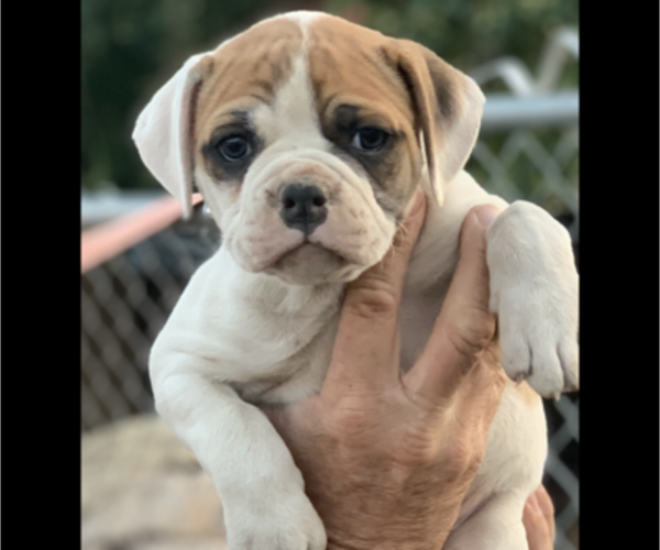 Medium Photo #6 American Bulldog Puppy For Sale in HIGHLAND, CA, USA