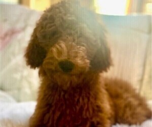 Poodle (Standard) Puppy for sale in LITTLE ROCK, AR, USA