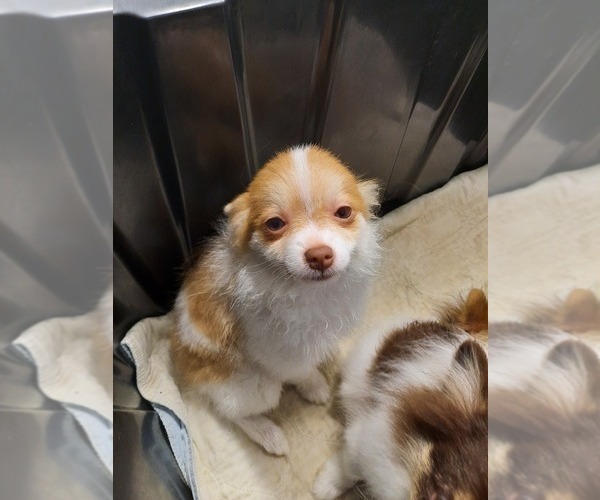 Medium Photo #2 Pomeranian Puppy For Sale in HAWLEY, PA, USA