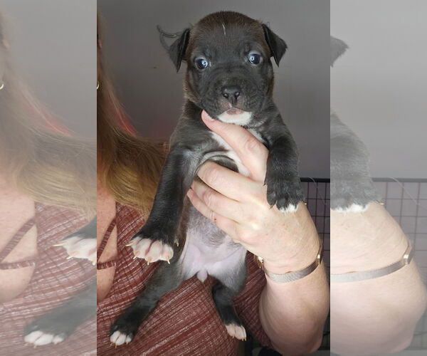 Medium Photo #4 American Pit Bull Terrier-Labrador Retriever Mix Puppy For Sale in Rockaway, NJ, USA
