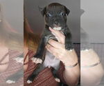 Small #3 American Pit Bull Terrier-Labrador Retriever Mix